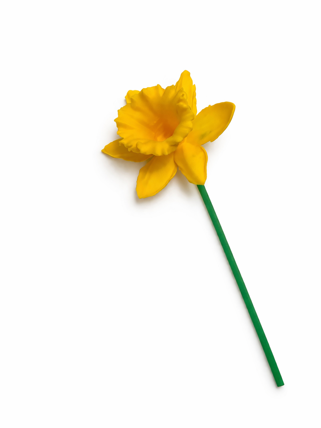 Daffodil