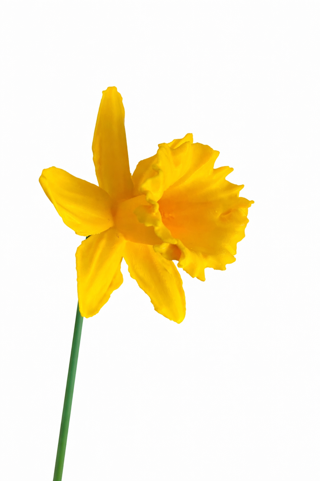 Daffodil