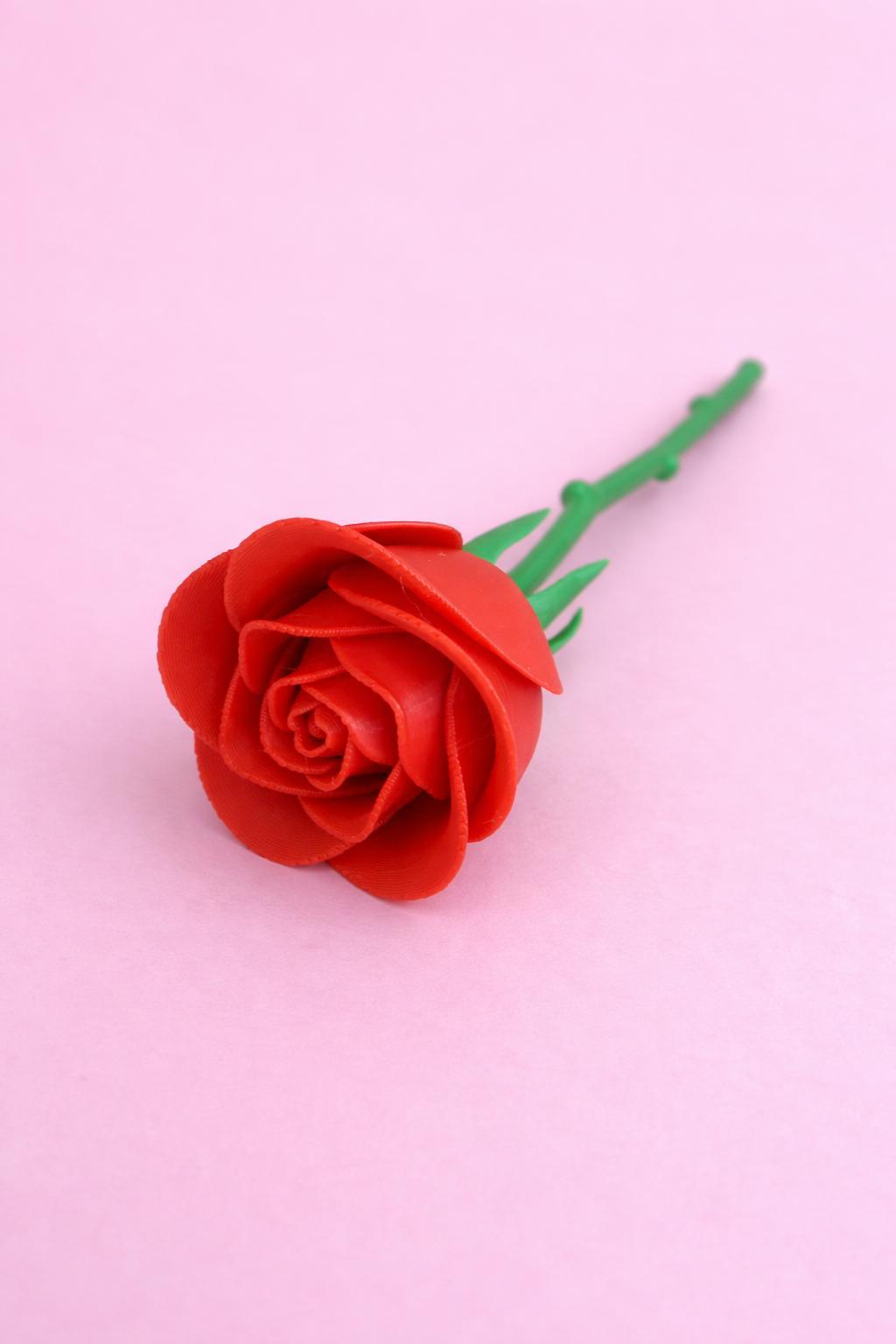 Single Rose